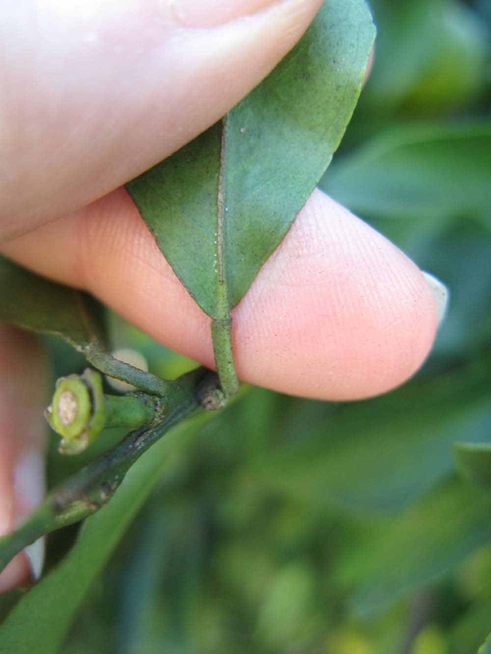              Petiole (Winter Haven, FL)       